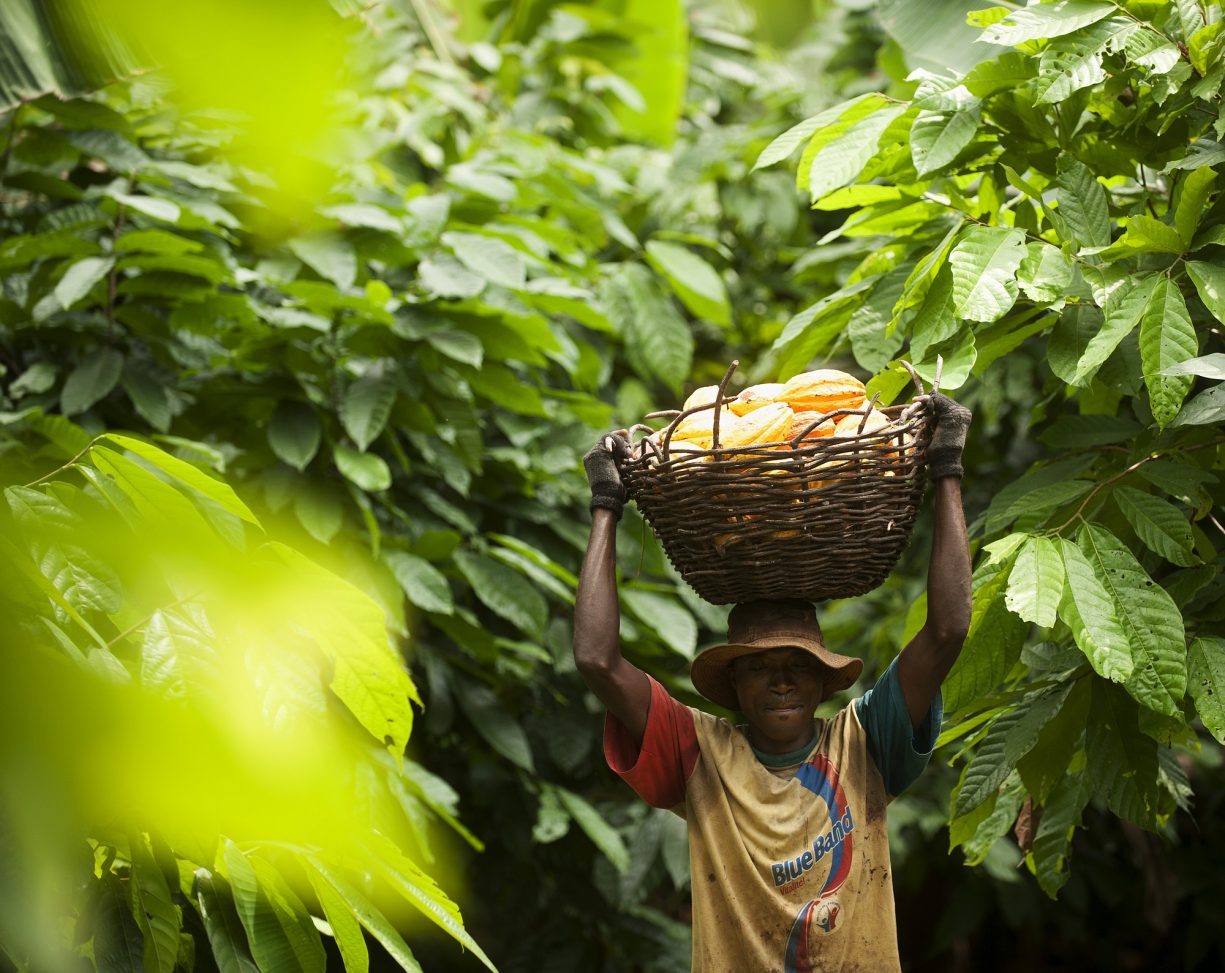 Cocoa farmer carrying basket of cocoa pods surrounded by cocoa trees.