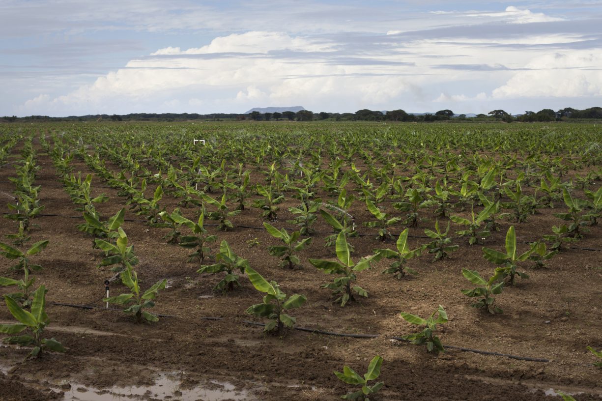 Field of small banana plants in the Dominican Republic.