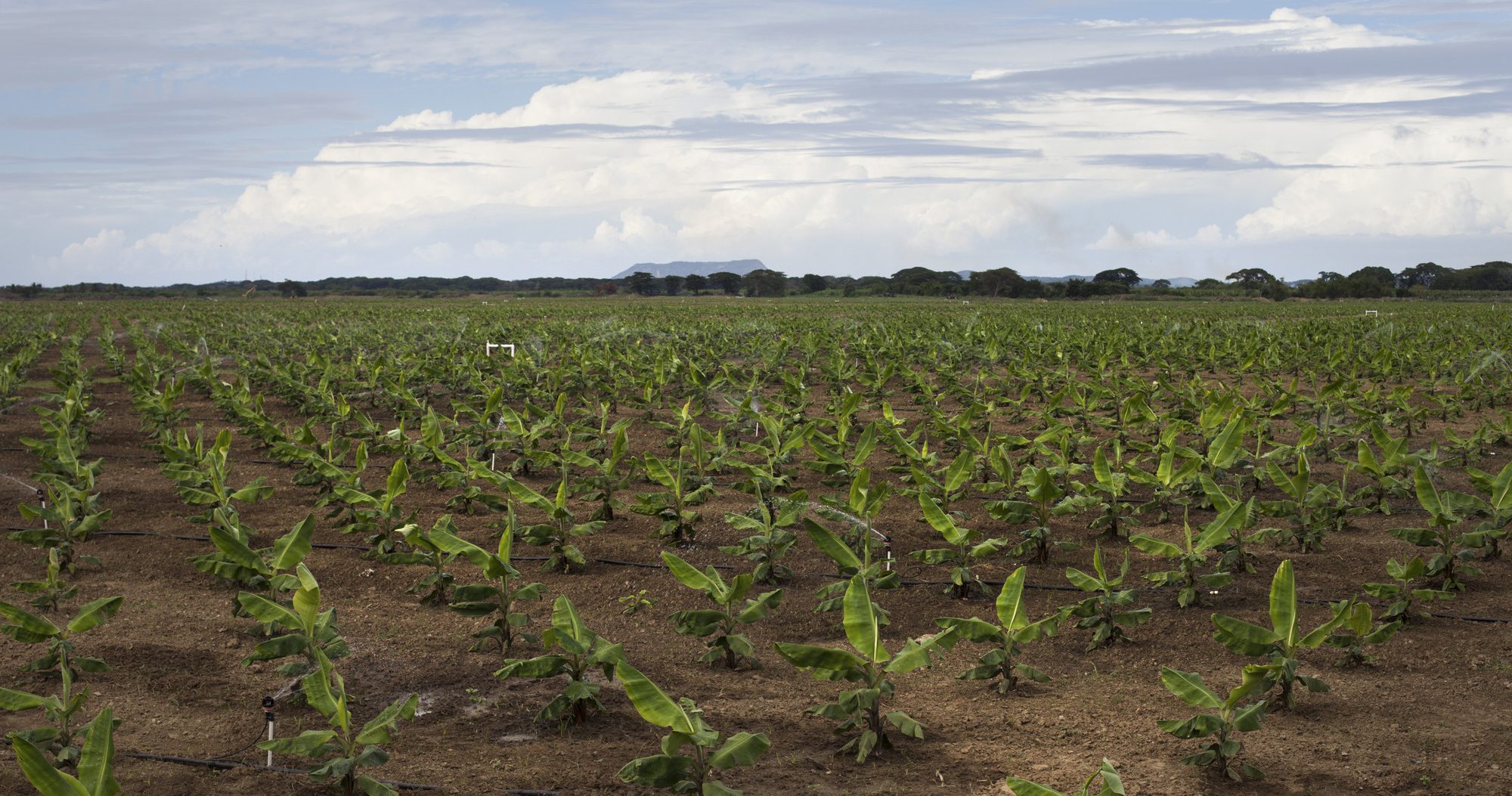 Field of small banana plants in the Dominican Republic.