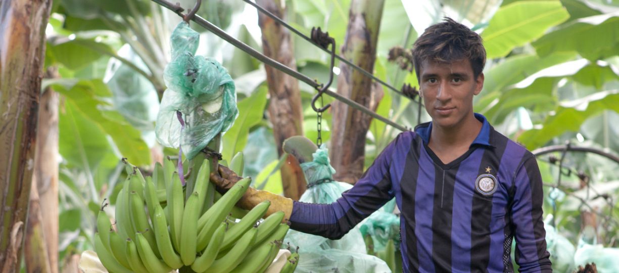 https://www.fairtradeamerica.org/app/uploads/2020/08/Banana_Ecuador_Man-working-at-El-Guabo_2016_24234-aspect-ratio-1225-540.jpg