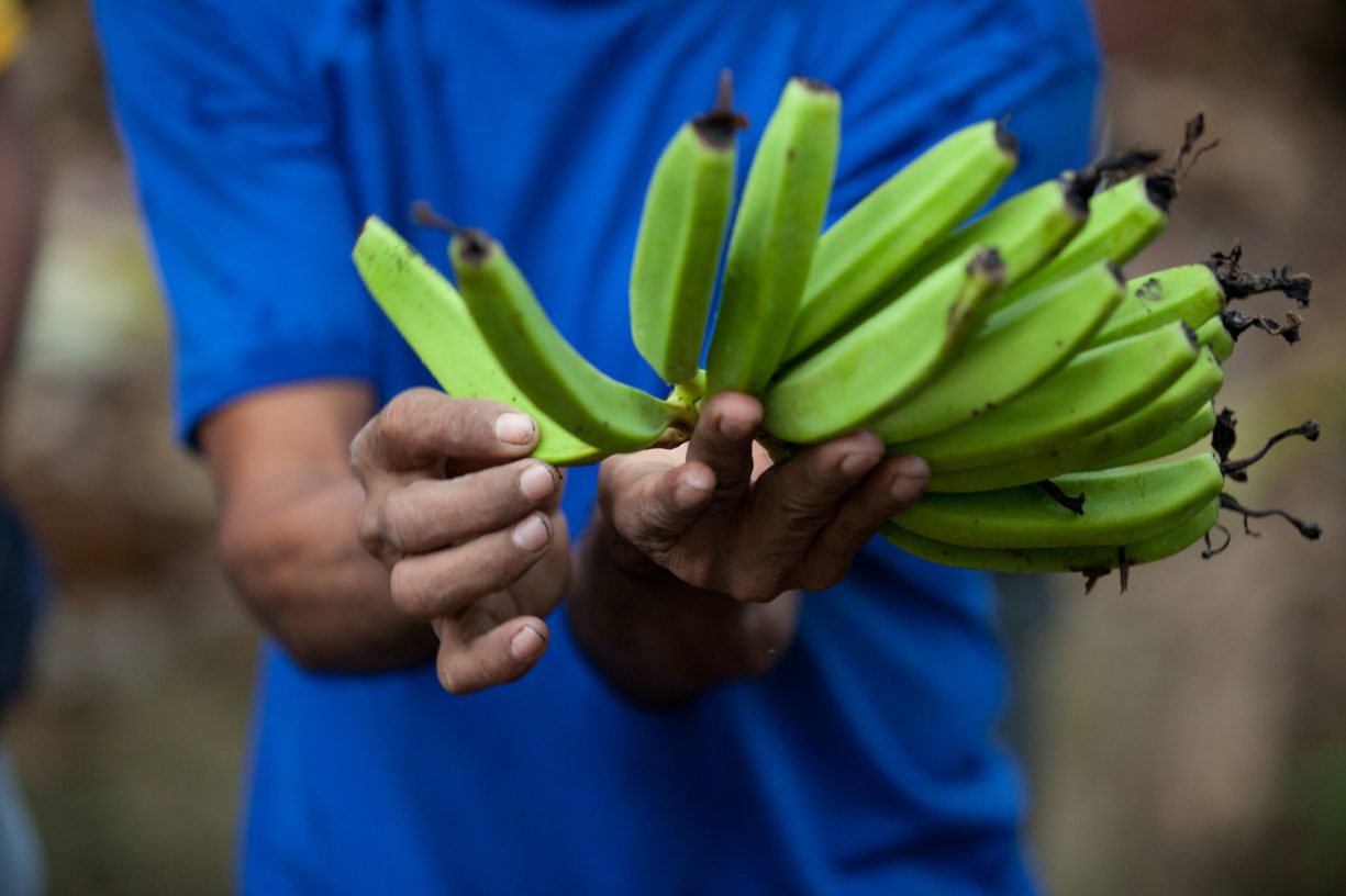 https://www.fairtradeamerica.org/app/uploads/2020/08/Banana_Ecuador_green-bananas-at-El-Guabo_2016_24223-1225x816.jpg