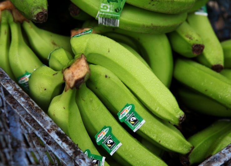 Pile of green Fairtrade certified bananas