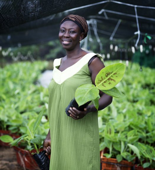 Banana farmer in Ghana holds young Fairtrade certified banana plant.