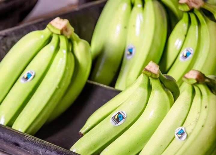 Green bananas sit on a tray in Santa Marta after being harvested.