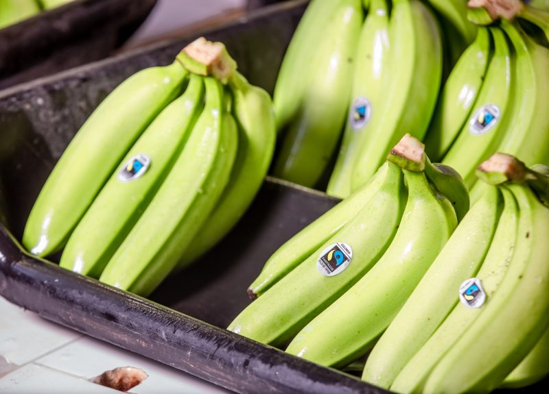 Green bananas sit on a tray in Santa Marta after being harvested.