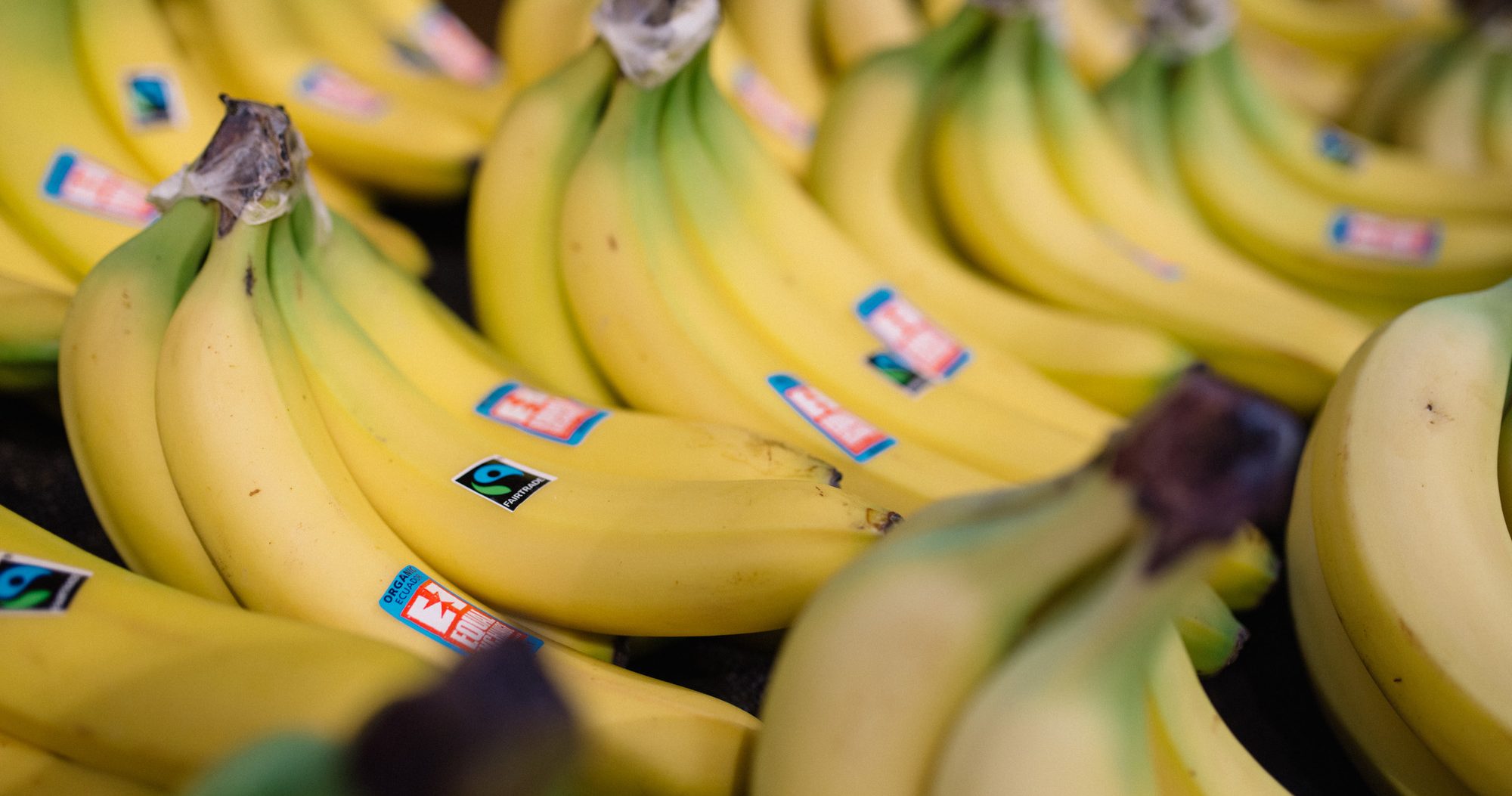 Yellow Fairtrade certified bananas sit in a beautiful produce display.