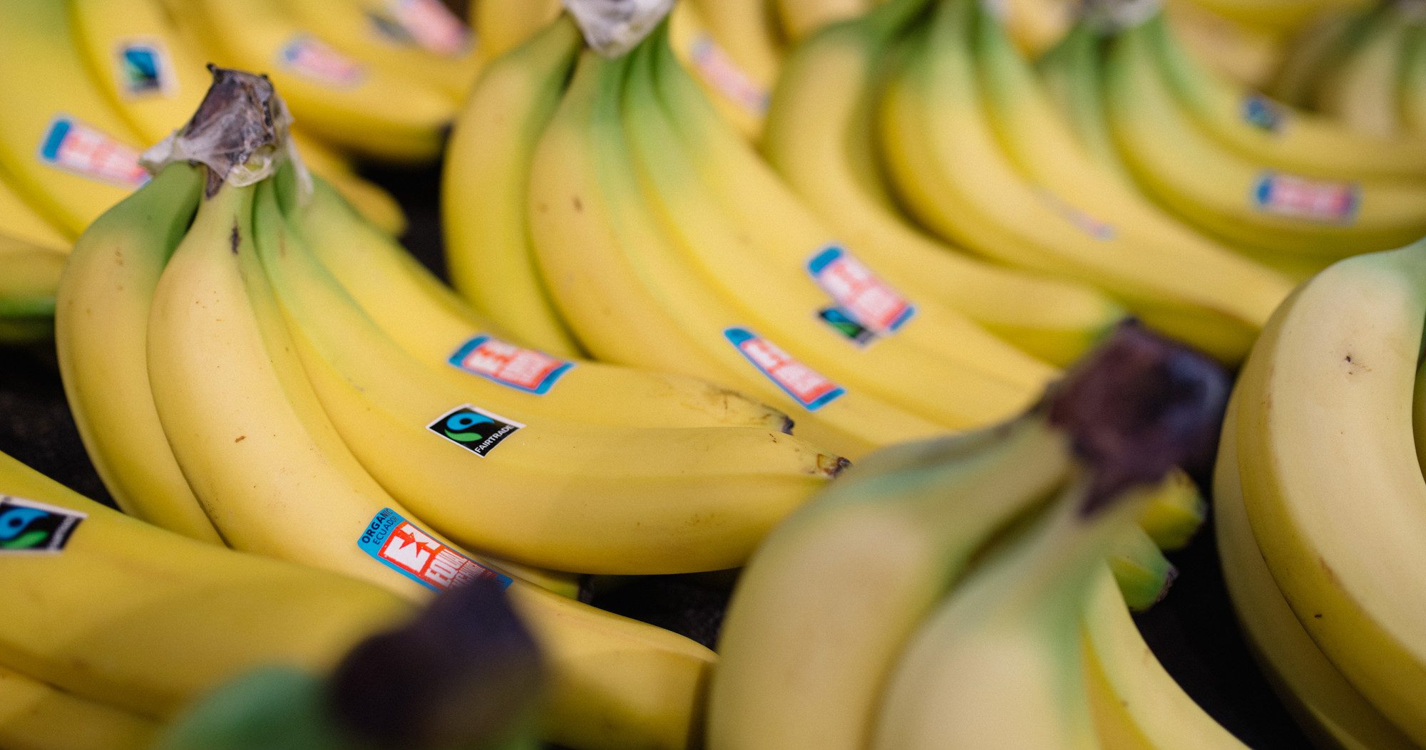 Yellow Fairtrade certified bananas sit in a beautiful produce display.