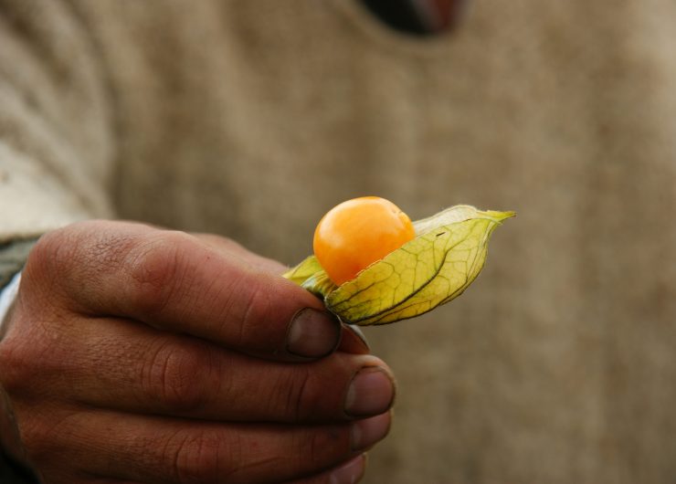 Hand holding small yellow fruit.