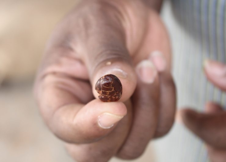 Farmer holds a single cocoa bean at Fairtrade certified farm in Cote d'Ivoire.