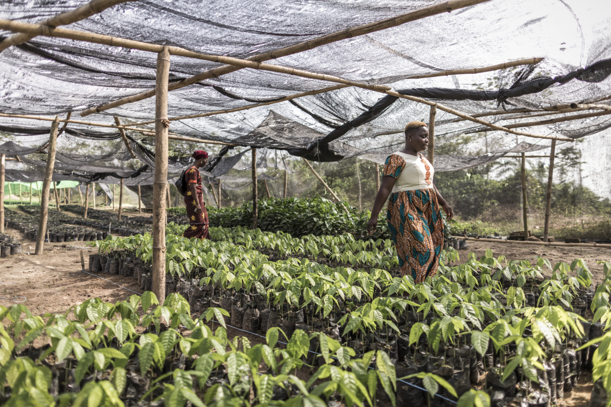 Woman cocoa farmer walks through her plant nursery in Cote d'Ivoire