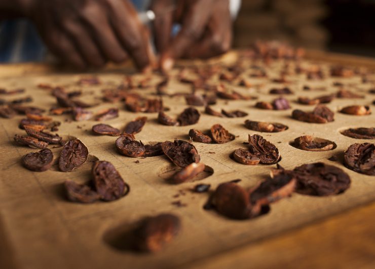 Cocoa beans split and laid out to check for quality.