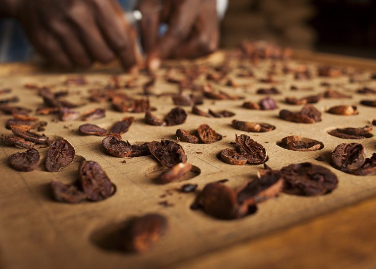 Cocoa beans split and laid out to check for quality.
