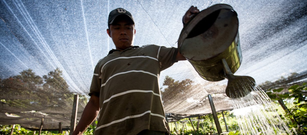 Man waters cocoa plants in Nicaragua.