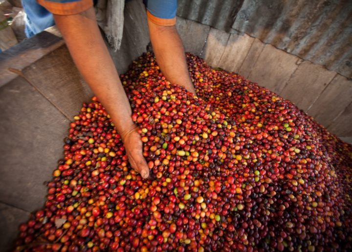 coffee cherries