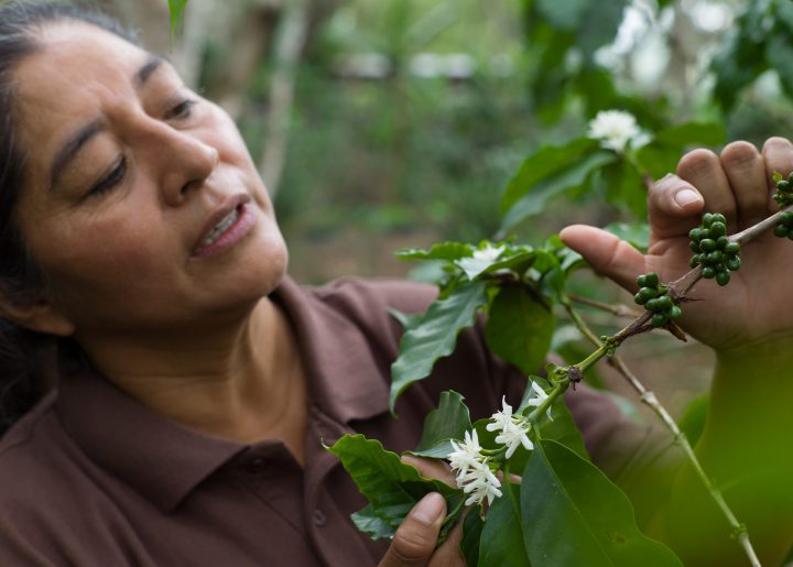 Woman coffee farmer in Honduras points to green coffee beans on a branch at her farm.
