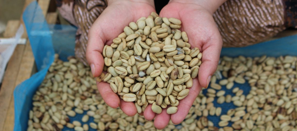 Woman holding Fairtrade certified coffee beans grown in Indonesia