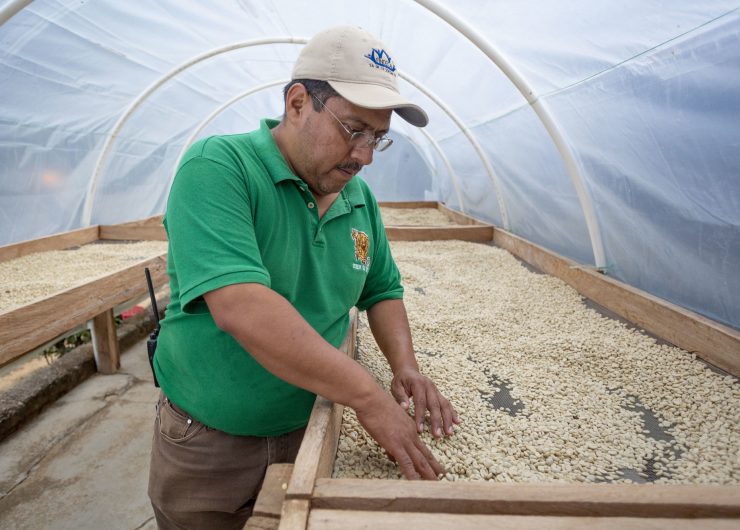 Man inspects drying coffee beans at Fairtrade certified farm in Mexico.
