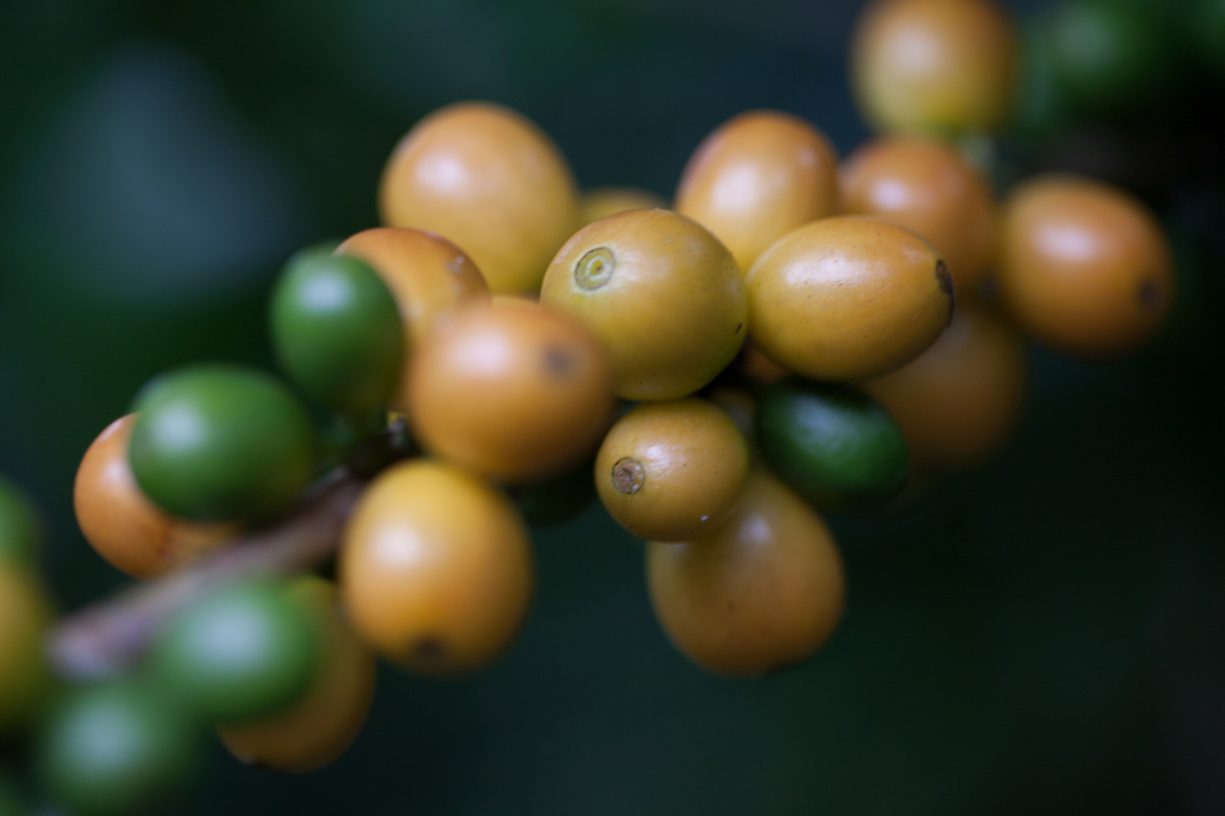 Yellow and green coffee cherries at a Fairtrade certified cooperative in Nicaragua.