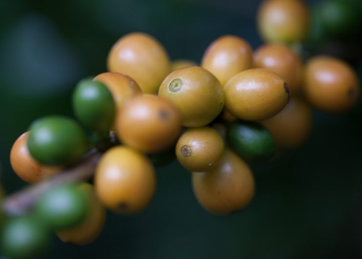 Yellow and green coffee cherries at a Fairtrade certified cooperative in Nicaragua.