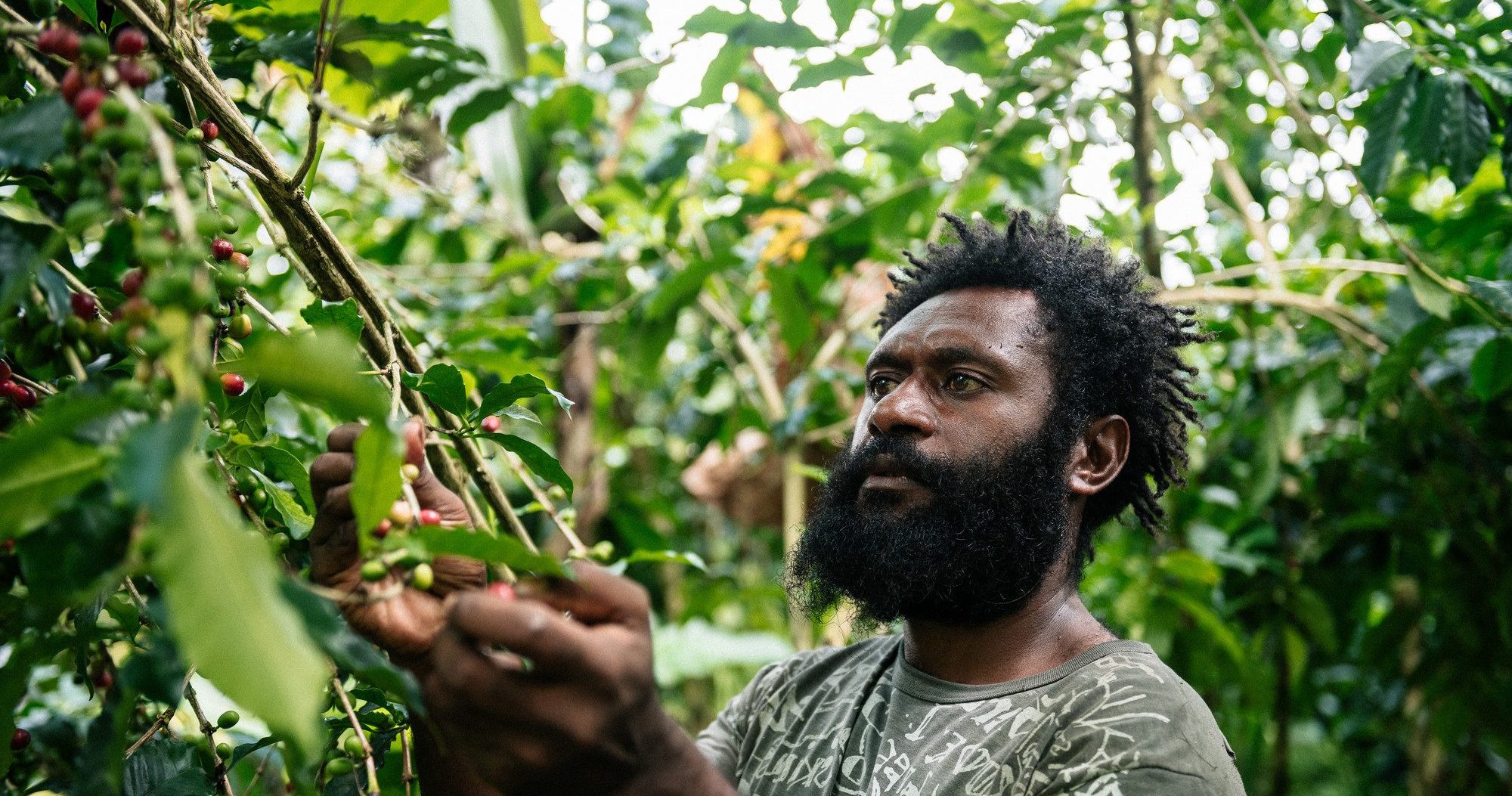 Farmer in Papua New Guinea picks coffee cherries at his Fairtrade certified farm.