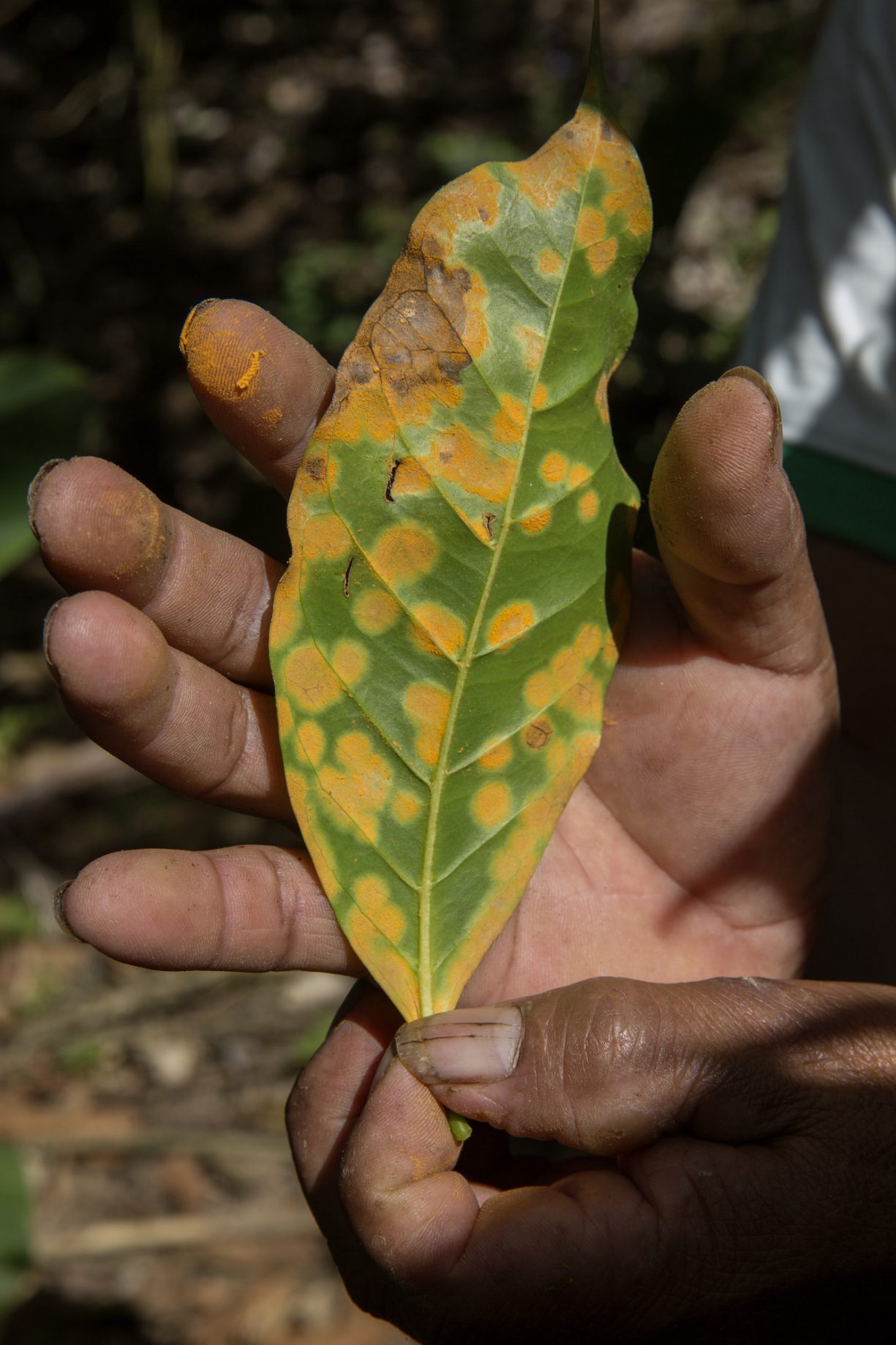 Green leaf with yellow coffee rust