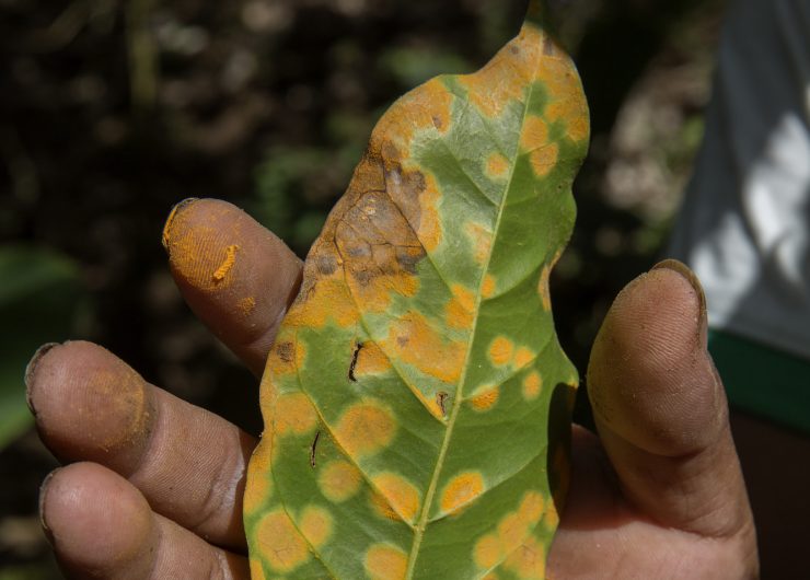 Green leaf with yellow coffee rust