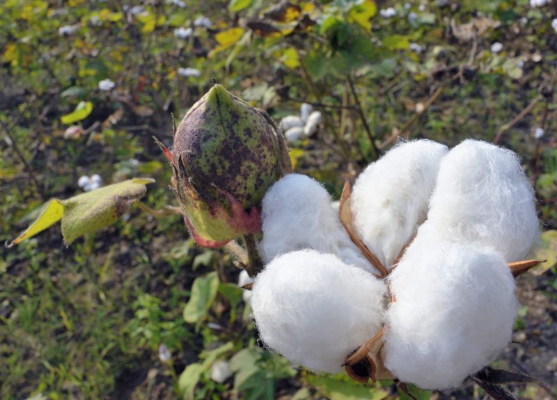 White cotton bolls on plant with flower in a green field.