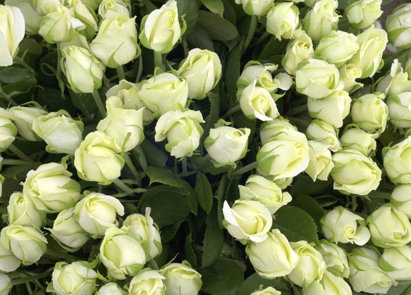 Many Fairtrade certified white rose buds