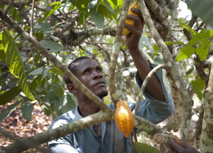 Producer harvesting cocoa pods