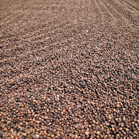 'Pimienta gorda' (allspice) drying across a large area at Fairtrade certified cooperative COAGRICSAL