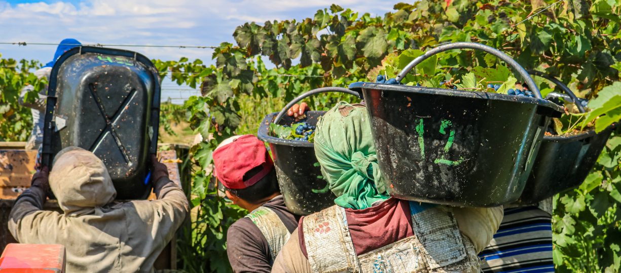 Grape harvest on La Riojana's biodynamic farm.