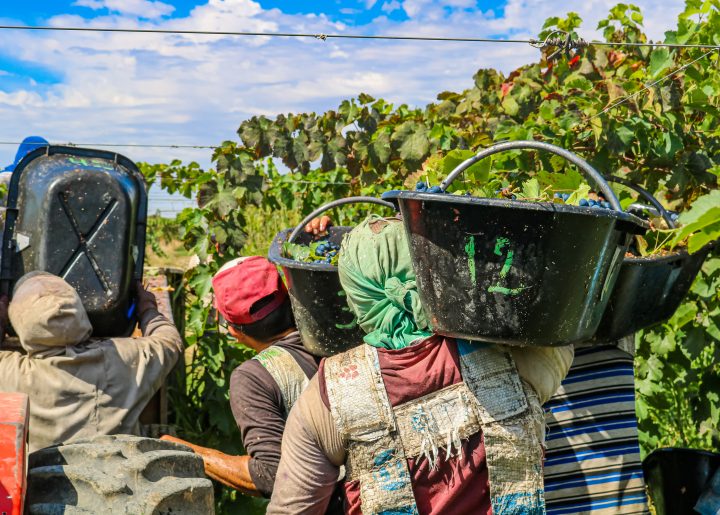 Grape harvest on La Riojana's biodynamic farm.