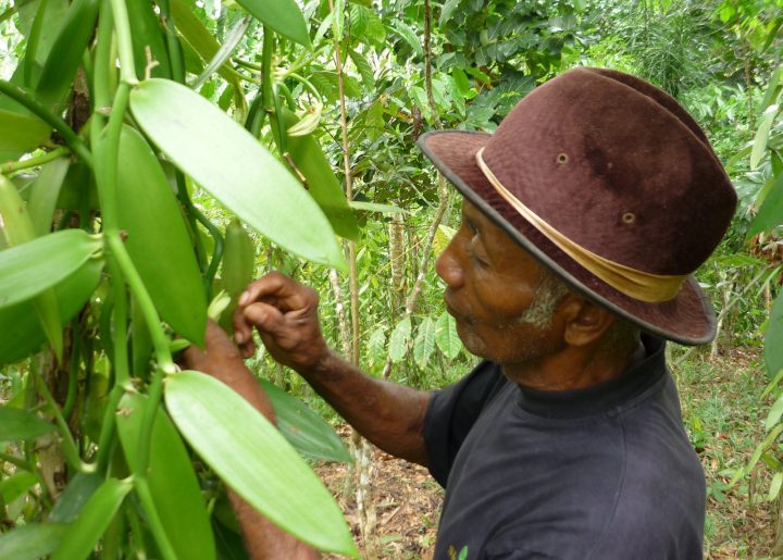picking vanilla