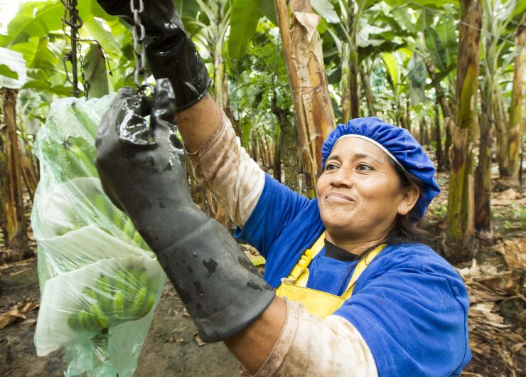 woman hanging bananas on a chain