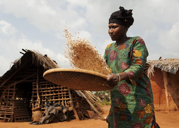Woman in Cote d'Ivoire sifts drying cocoa beans, tossing them into the air.