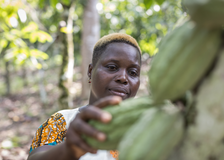 Woman cocoa farmer in Cote d'Ivoire reaches for green pod.
