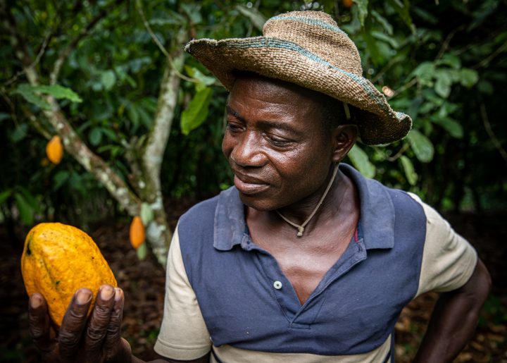 Fairtrade farmer checks yellow cocoa pod during harvesting on his farm in Cote d'Ivoire.