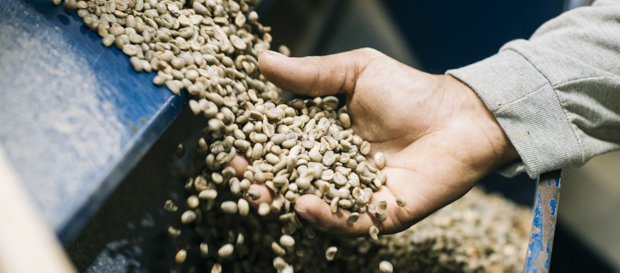 unroasted coffee in production