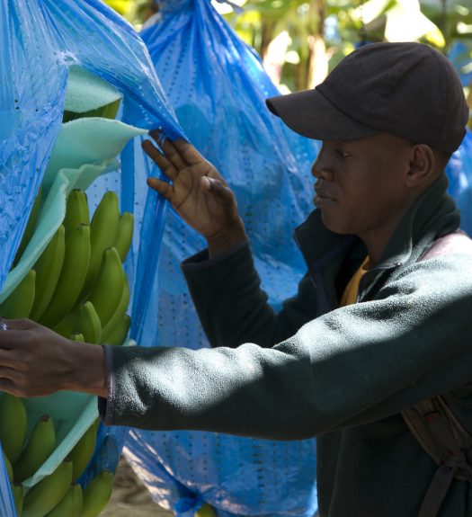 Banana producer