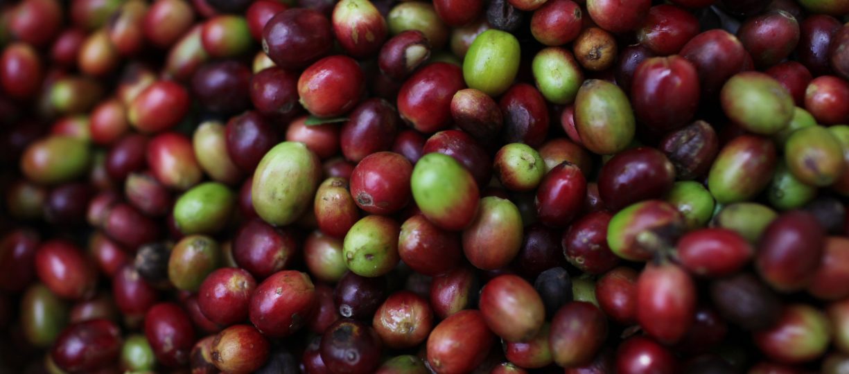 Close up of ripe coffee cherries