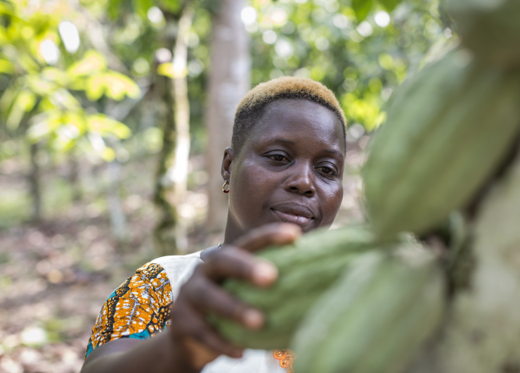 Woman cocoa farmer in Cote d'Ivoire reaches for green pod.