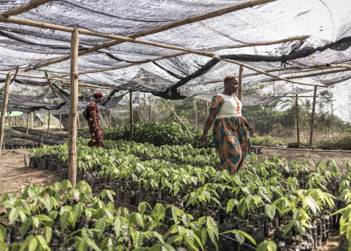 Woman cocoa farmer walks through her plant nursery in Cote d'Ivoire