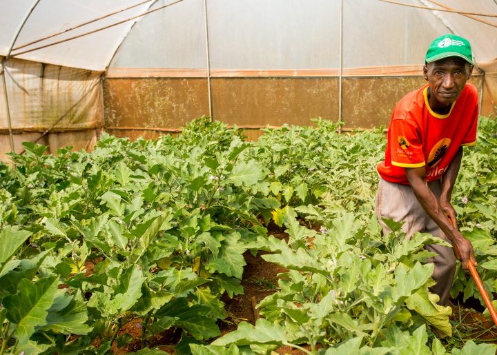 Fairtrade farmer tends coffee plants in a greenhouse in Kenya.