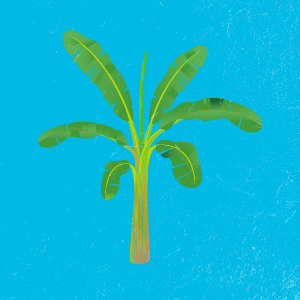 banana tree illustration