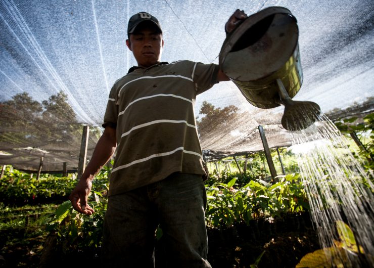 Man waters cocoa plants in Nicaragua.