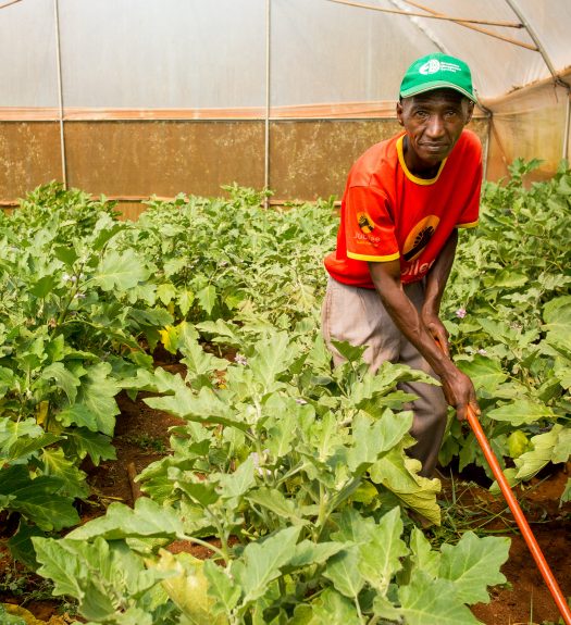 Fairtrade farmer tends coffee plants in a greenhouse in Kenya.