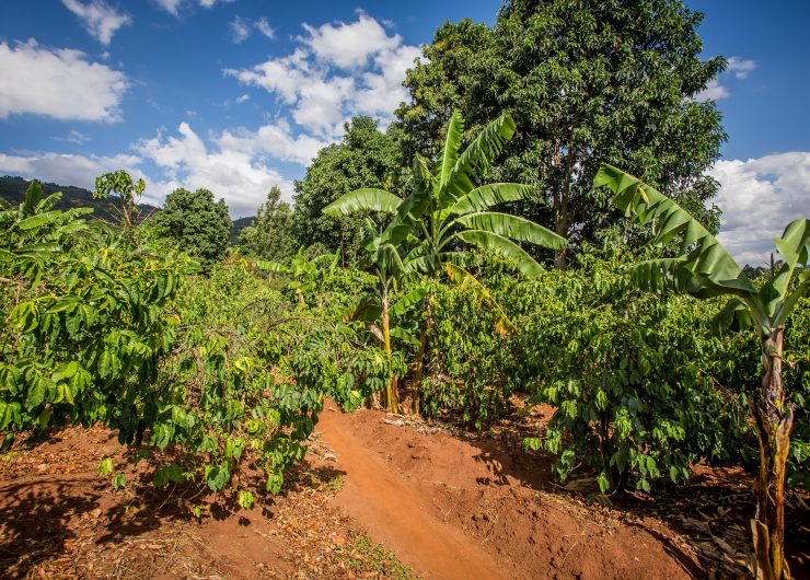 Shade trees like bananas protect coffee plants from intense sunlight.