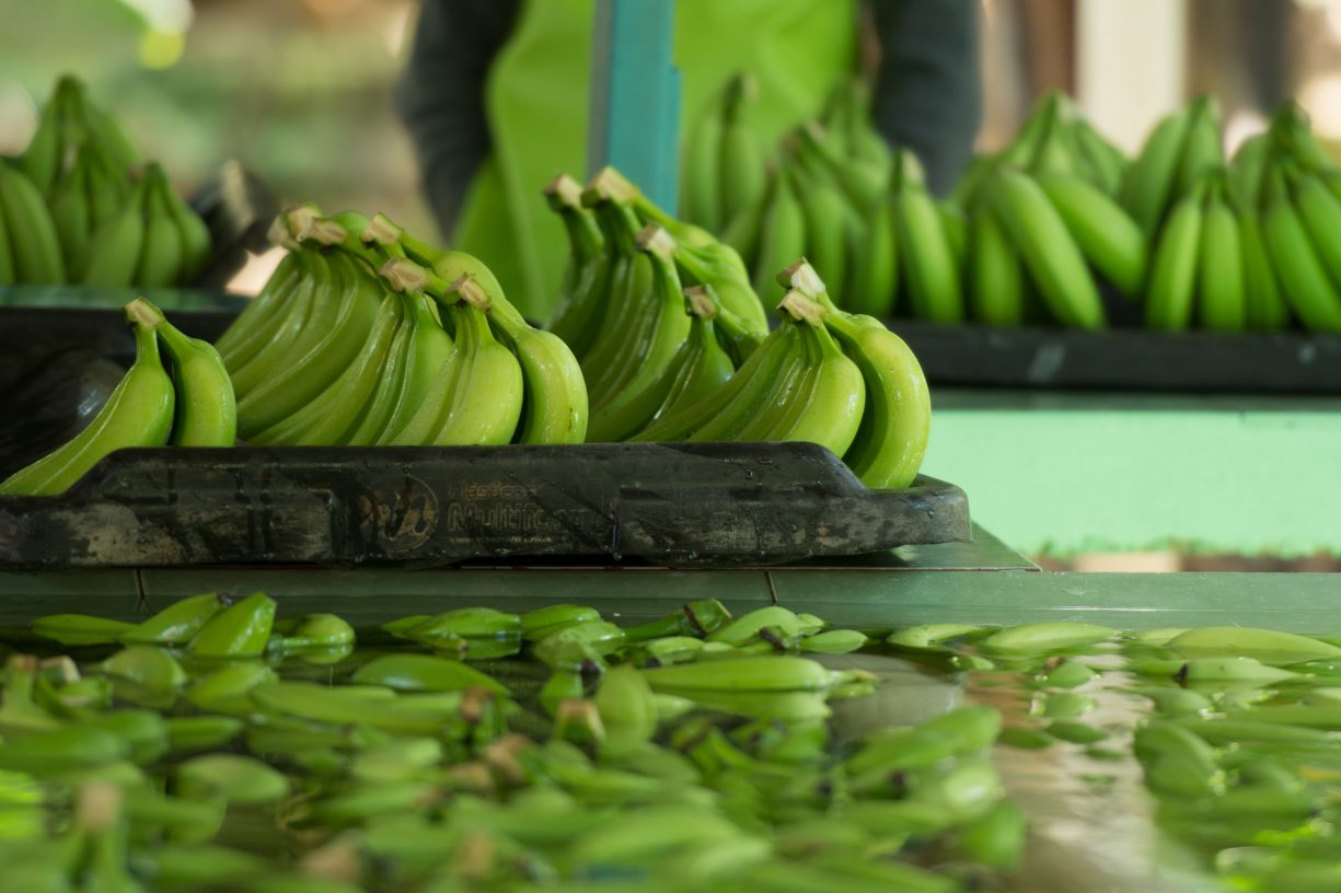 Green bananas drying next to baths of bananas in the Dominican Republic