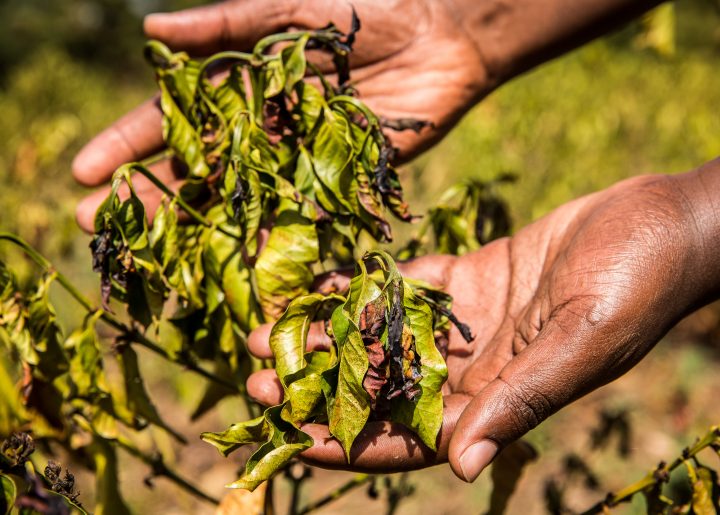 Farmer holding coffee plant damaged by climate change