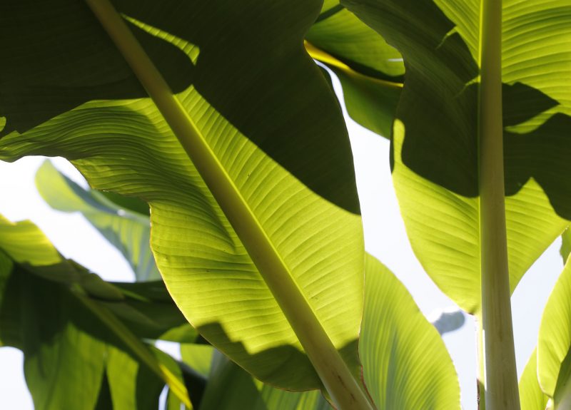 Close up of large banana leaves